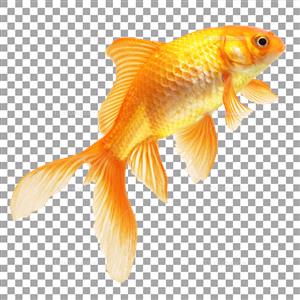 عکس ماهی دوربری شده